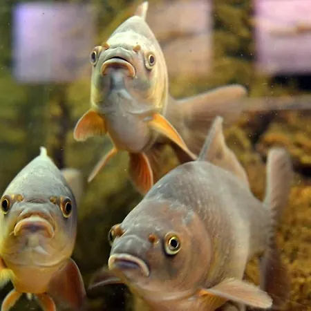 Aux Trois Petits Cochons *